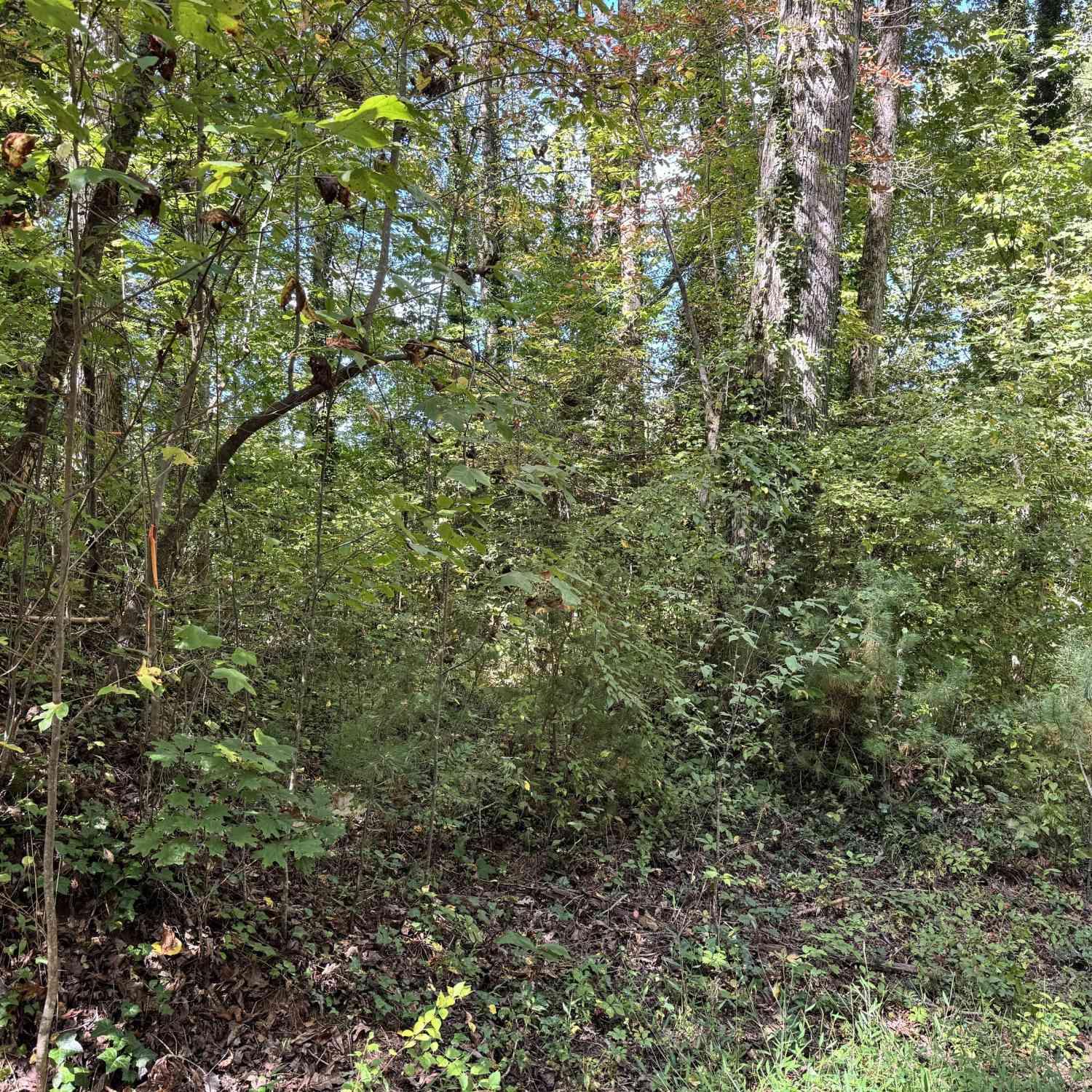 Vacant Land For Sale - Post Oak #LOT 15<br/> Clayton, GA 30525