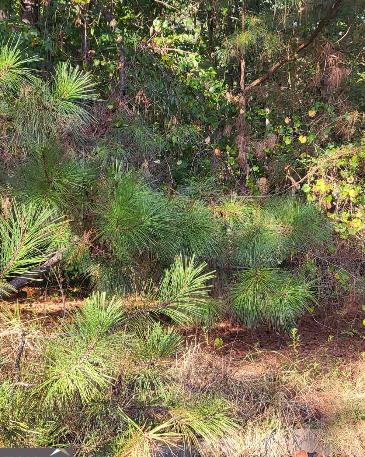 Vacant Land For Sale - 1013 Columbus Drive<br/> Jonesboro, GA 30236