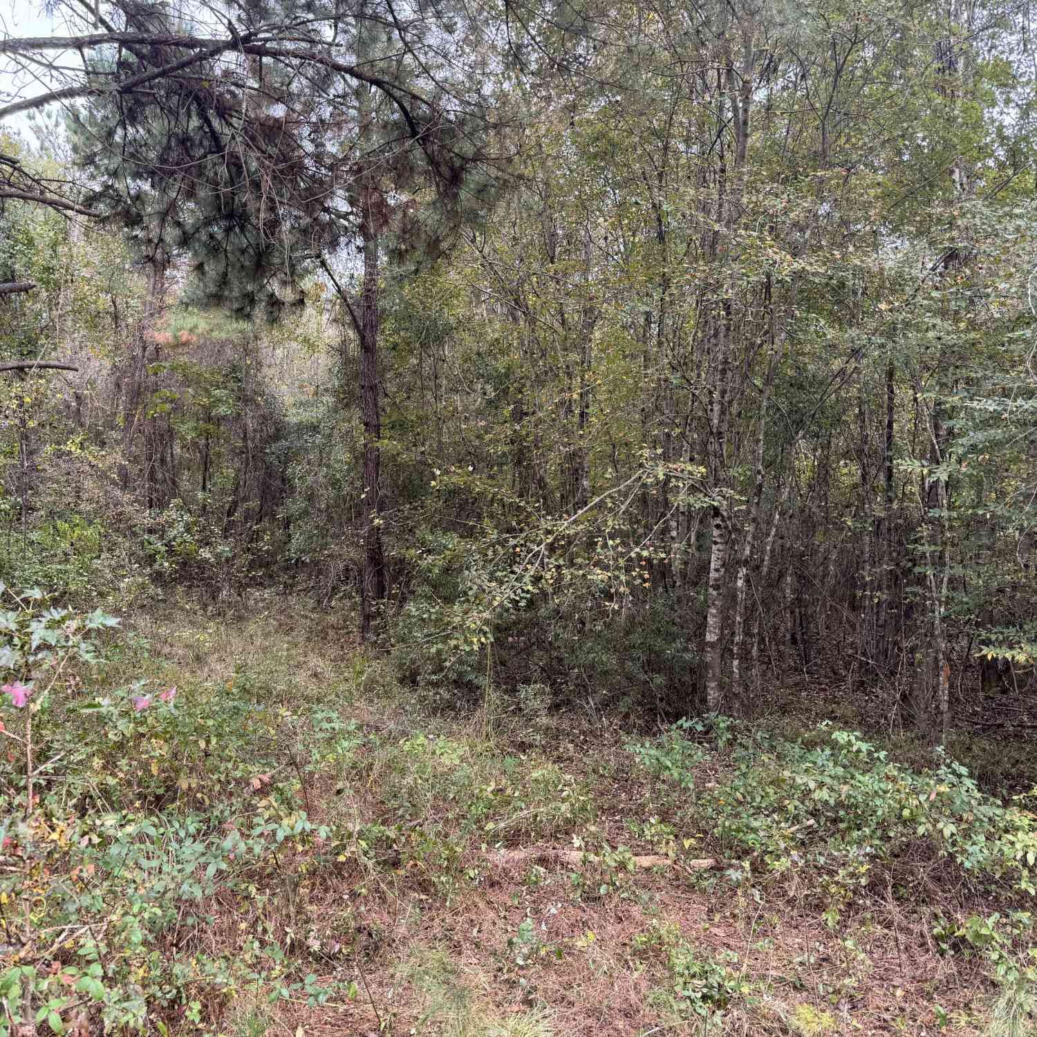 Vacant Land For Sale - Sand Hammock Road<br/> Hawkinsville, GA 31036