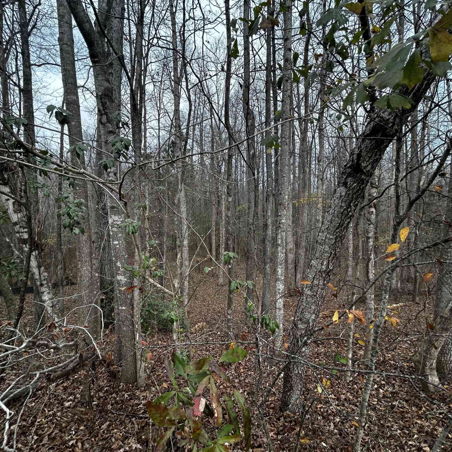 Vacant Land For Sale - 133 Four Oaks Drive<br/> Griffin, GA 30224