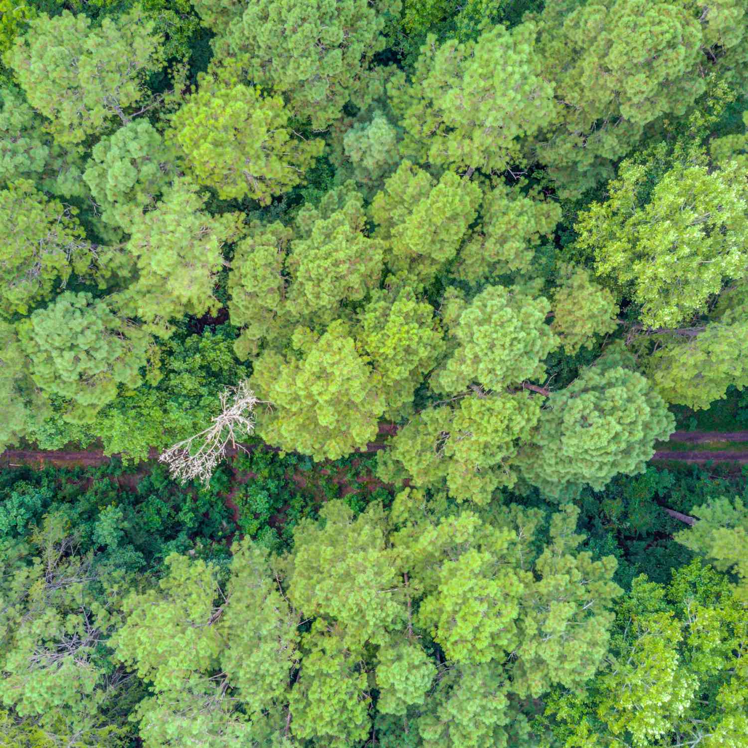 Vacant Land For Sale - 6350 Blackjack Road<br/> Flowery Branch, GA 30542
