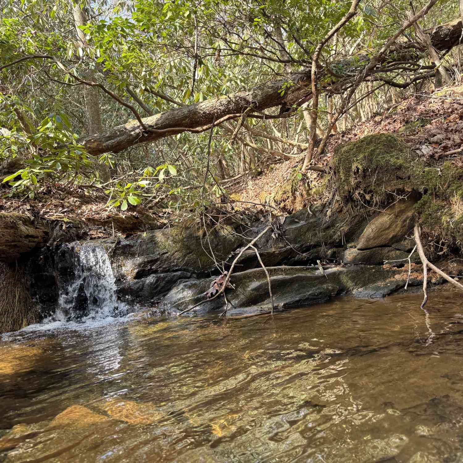 Vacant Land For Sale - Mountain Lion Trail<br/> Helen, GA 30545