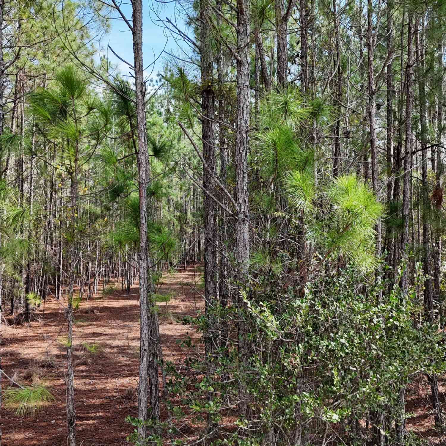Vacant Land For Sale - 75 Lila Lane<br/> Pembroke, GA 31321