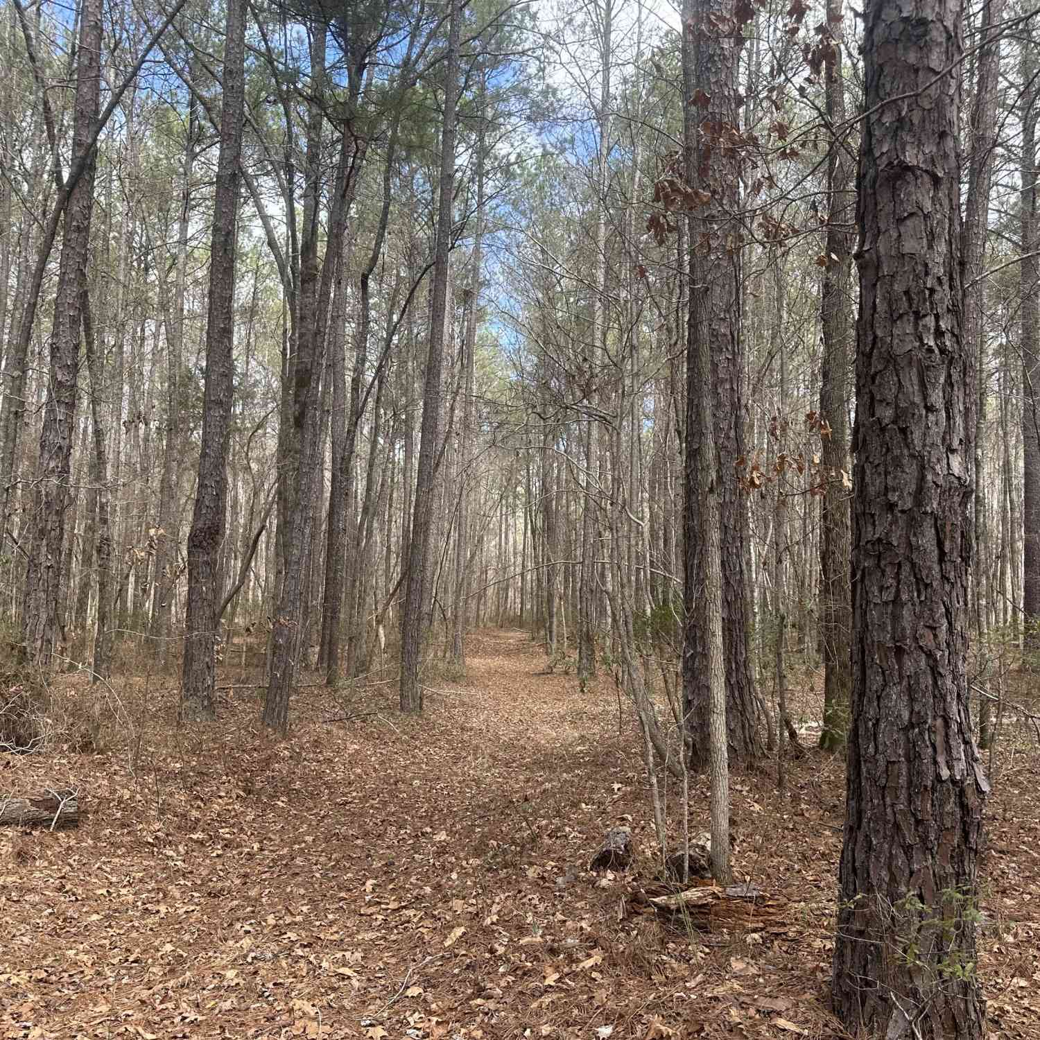 Vacant Land For Sale - Gibson Road<br/> Talbotton, GA 31827