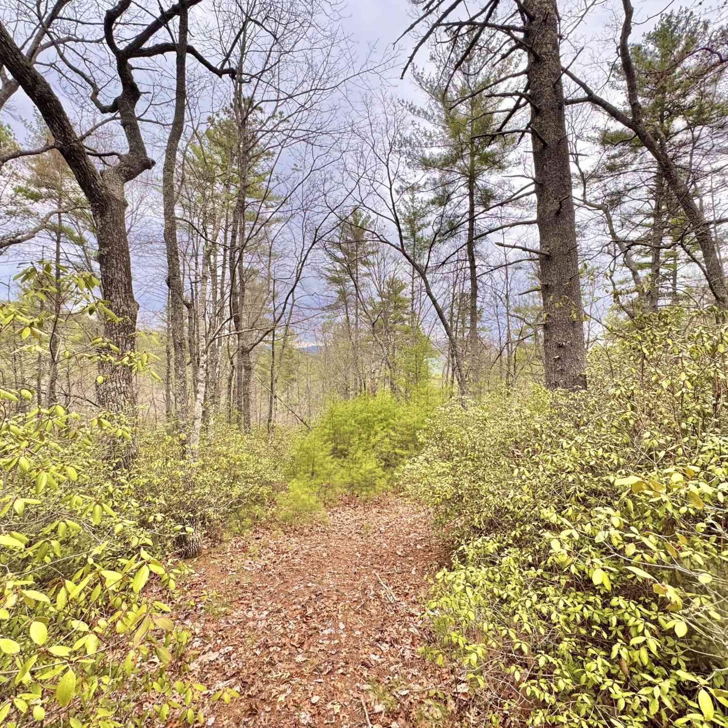 Vacant Land For Sale - Long Mountain Drive #LOT 1  3<br/> Lakemont, GA 30552