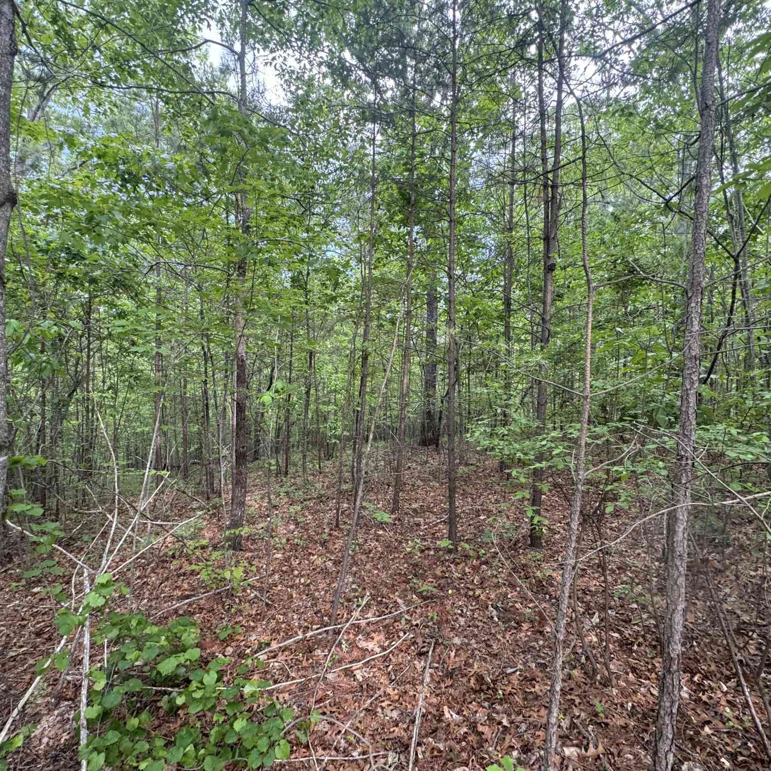 Vacant Land For Sale - 1786 Jones Mountain Road<br/> Jasper, GA 30143