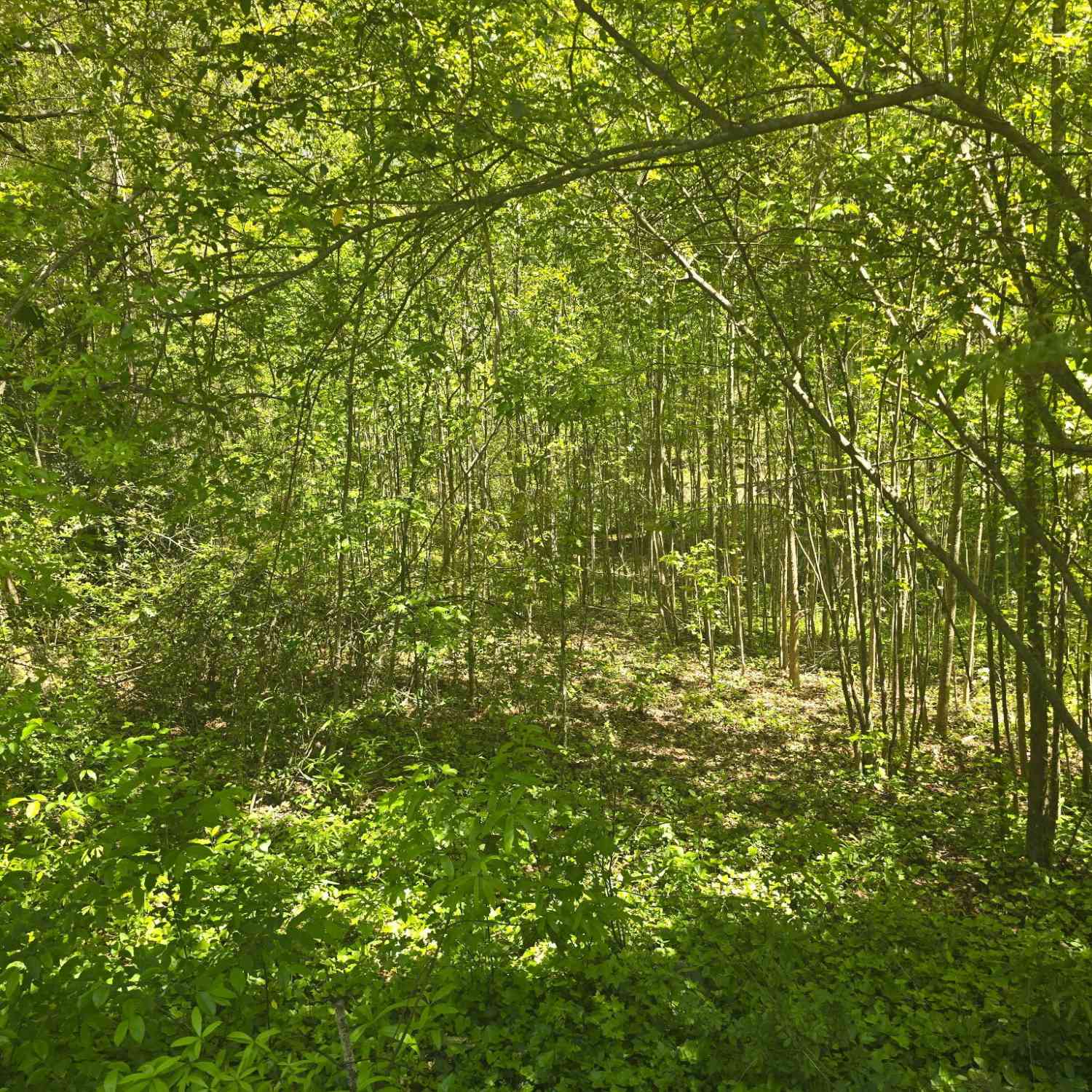 Vacant Land For Sale - Hilltop Lane<br/> Toccoa, GA 30577