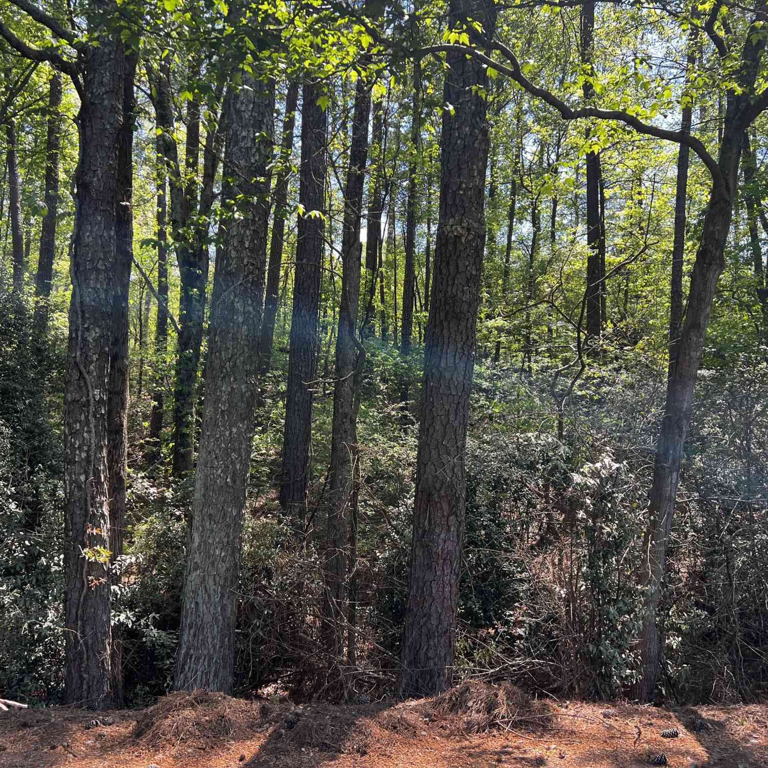 Vacant Land For Sale - Wayside Road<br/> Rome, GA 30161