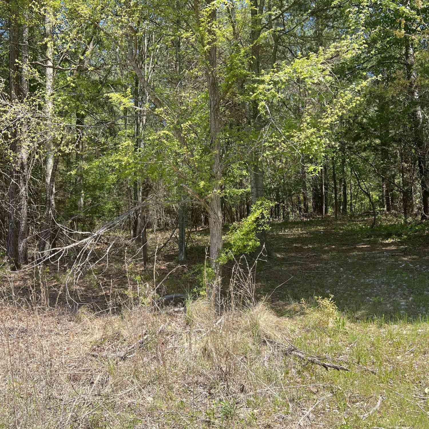 Vacant Land For Sale - Plainview Road<br/> Jackson County, Maysville, GA 30558