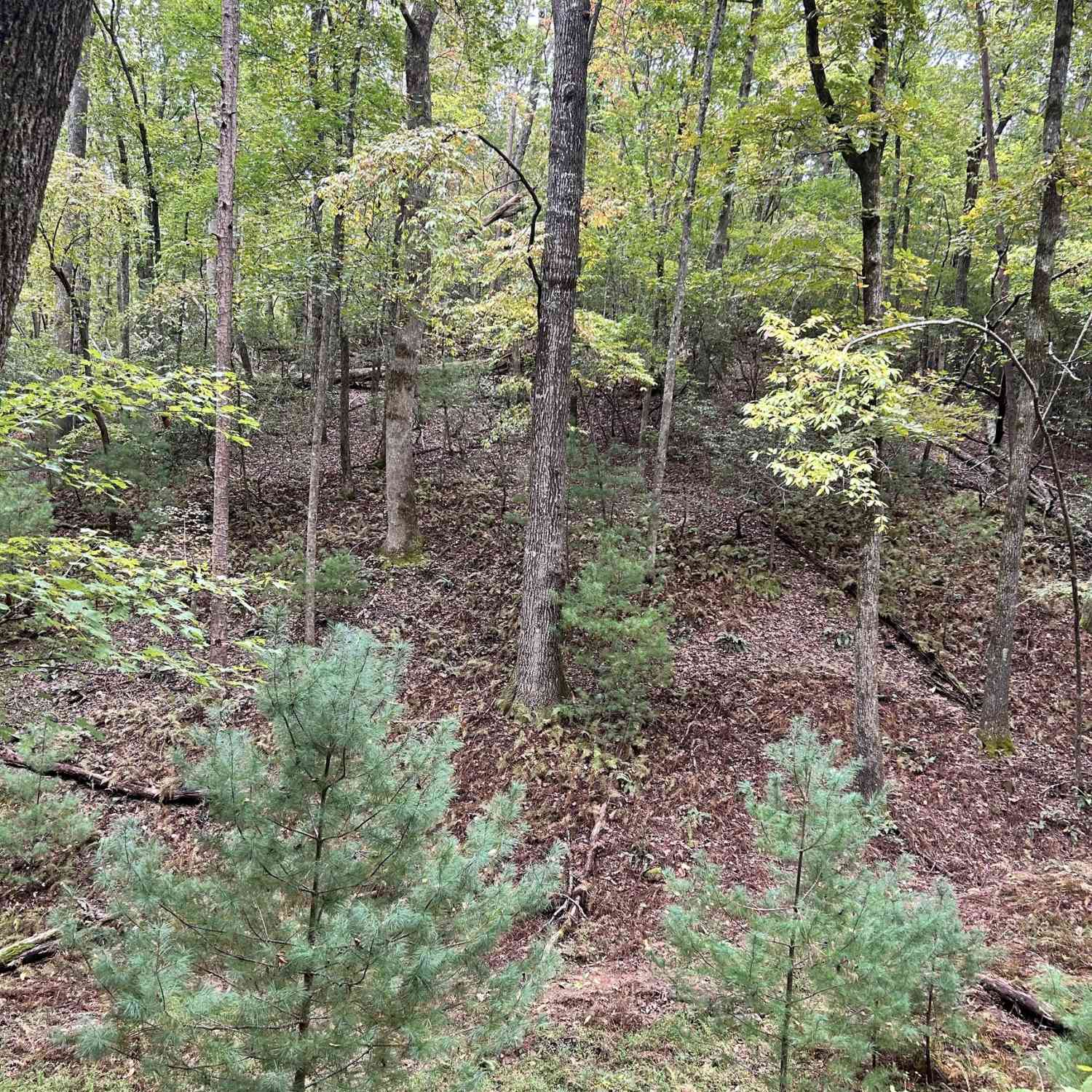 Vacant Land For Sale - Lower Gap Road #W16<br/> Sautee Nacoochee, GA 30571
