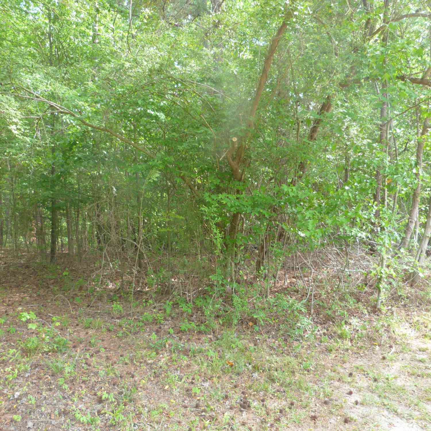 Vacant Land For Sale - Winfield Road<br/> Appling, GA 30802
