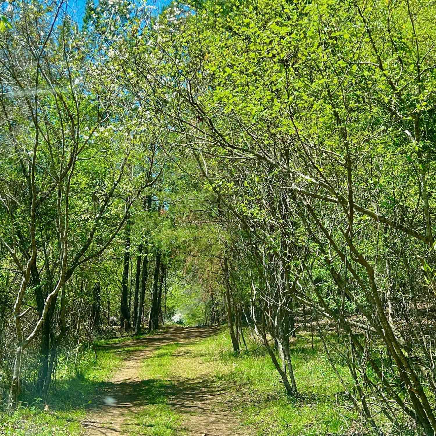 Vacant Land For Sale - Toccoa River Forest<br/> Mineral Bluff, GA 30559
