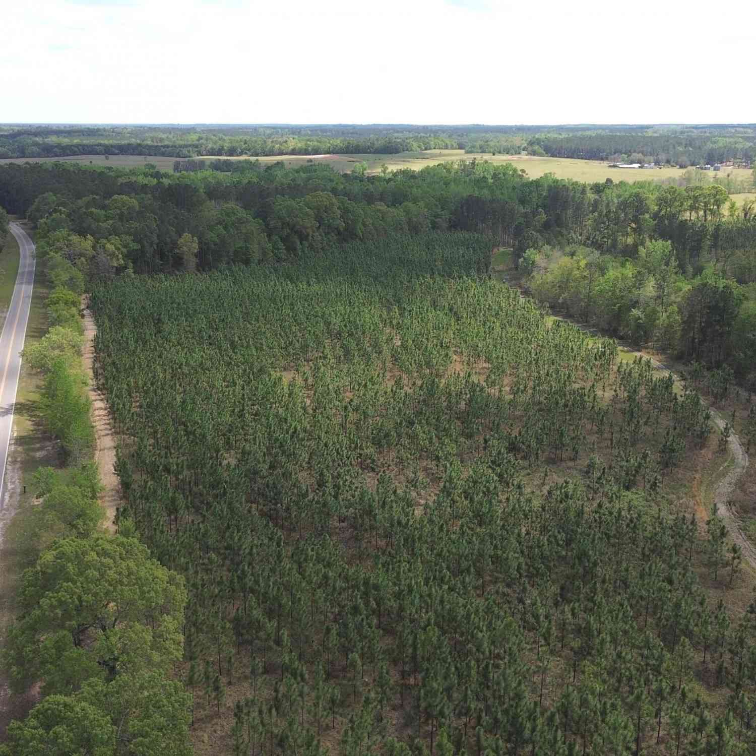 Vacant Land For Sale - 002 Old Poor Robin Tract 2<br/> Sylvania, GA 30467
