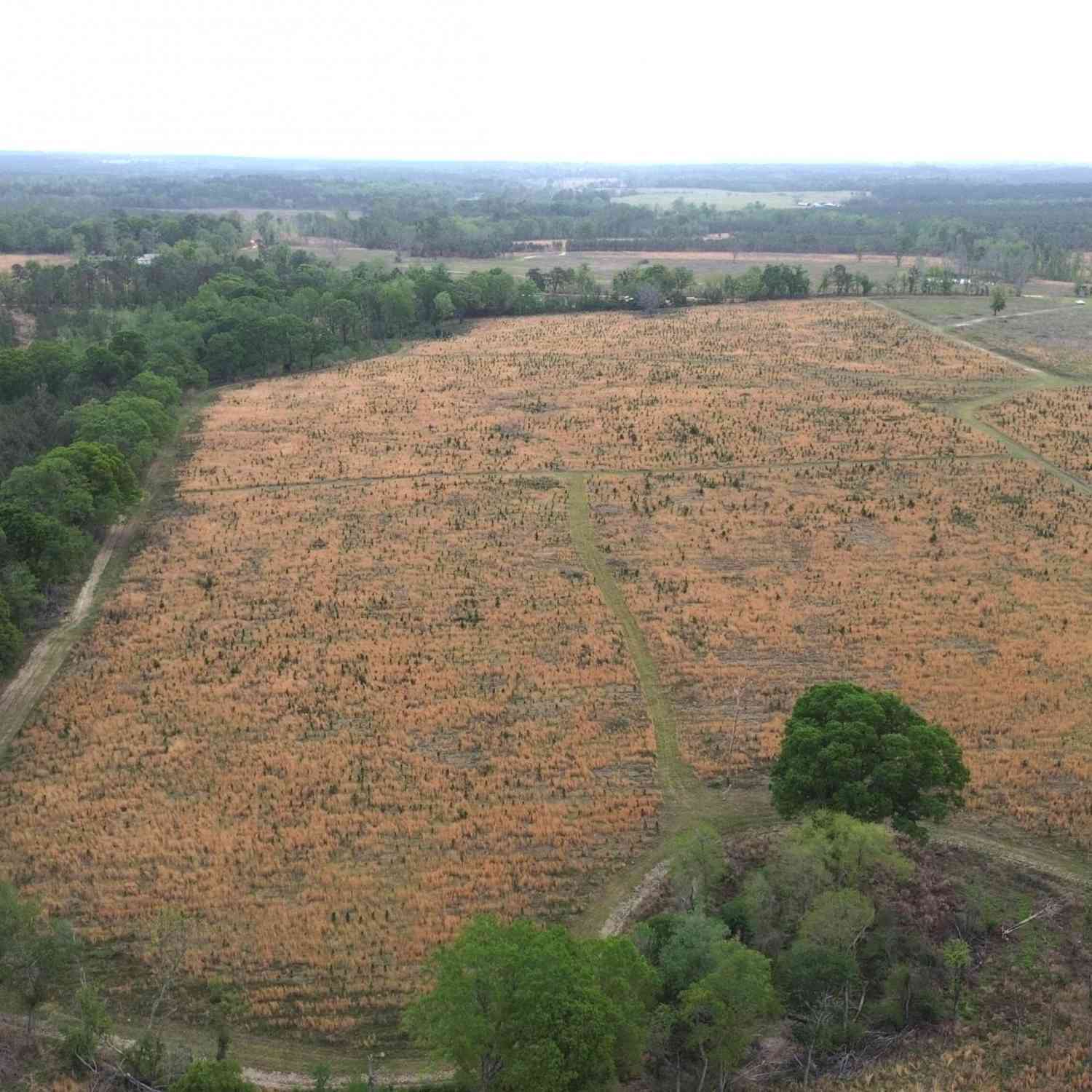Vacant Land For Sale - 006 Beulah Road Tract 6<br/> Sylvania, GA 30467