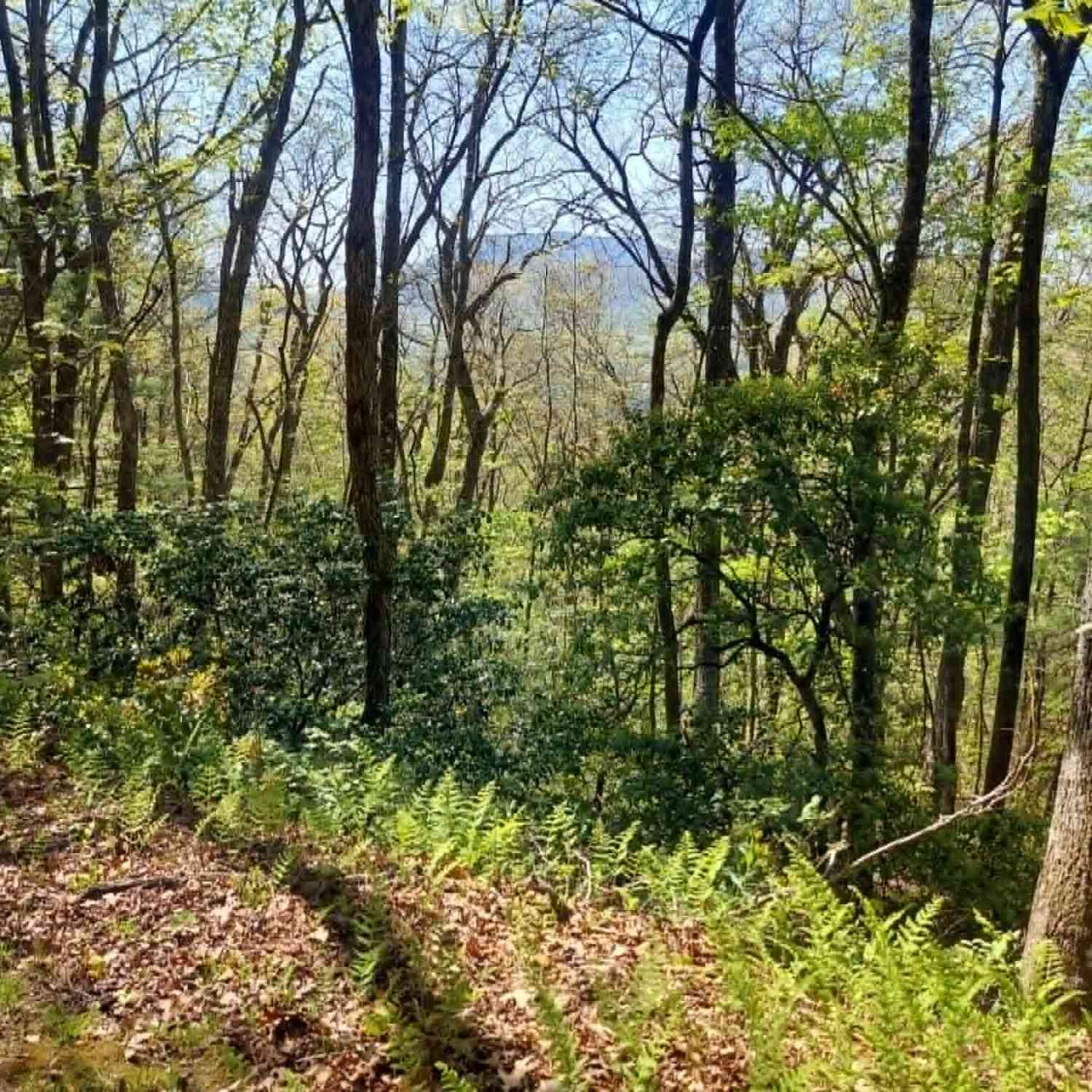 Vacant Land For Sale - 0 LOT 40 Pipetrack Gap Road<br/> Macon County, Scaly Mtn, NC 28775