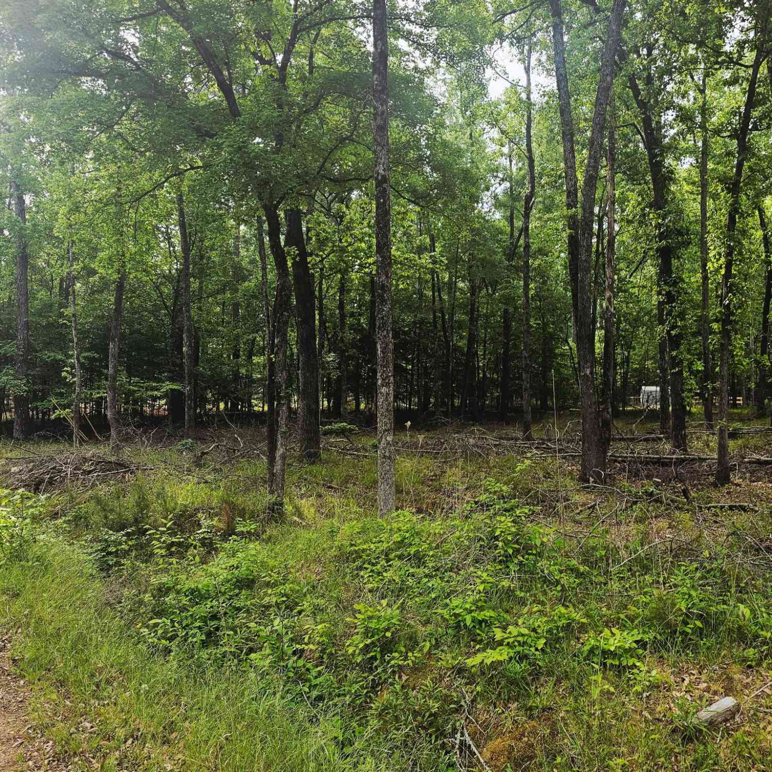 Vacant Land For Sale - Island Creek<br/> Hancock County, Sparta, GA 31087