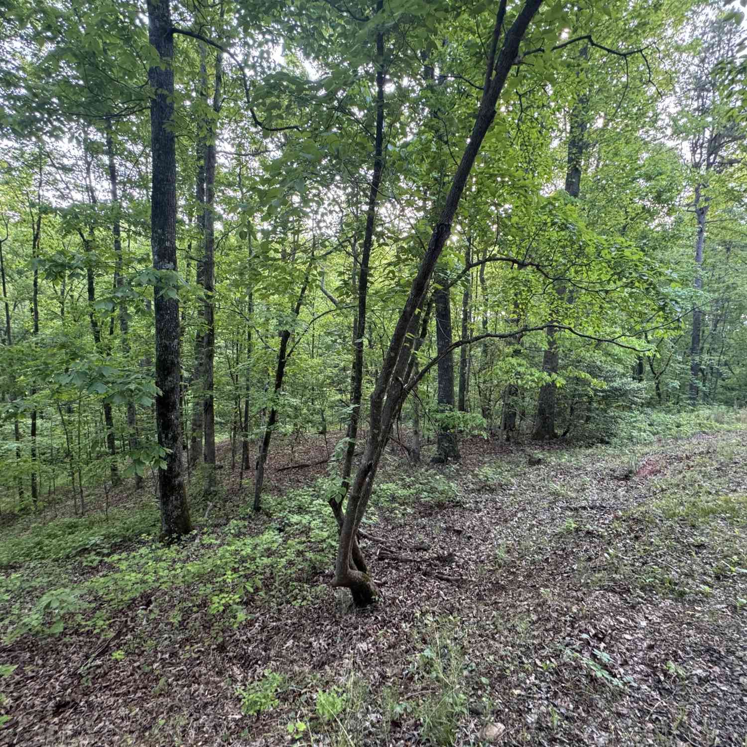 Vacant Land For Sale - 1 Holley Heights<br/> Jasper, GA 30143