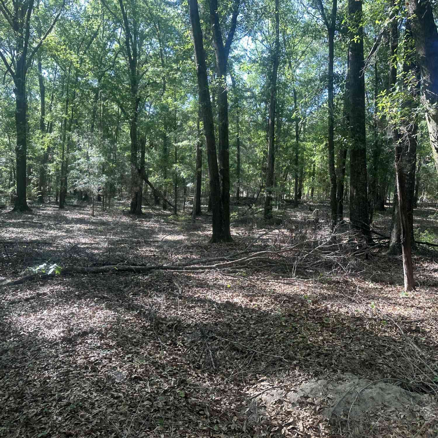 Vacant Land For Sale - 300 Country Club Road Lot 5 Highway #LOT 5<br/> Sylvania, GA 30467
