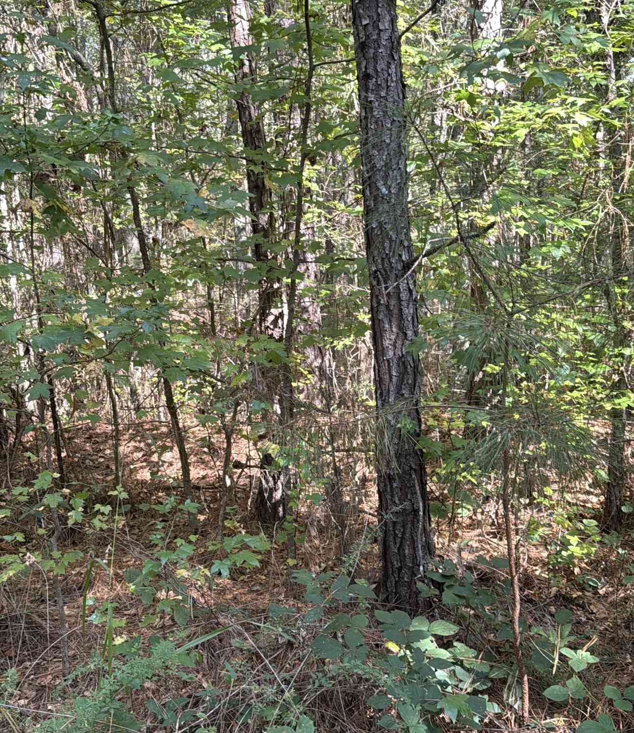 Vacant Land For Sale - 230 Dodgen Road<br/> Hampton, GA 30228