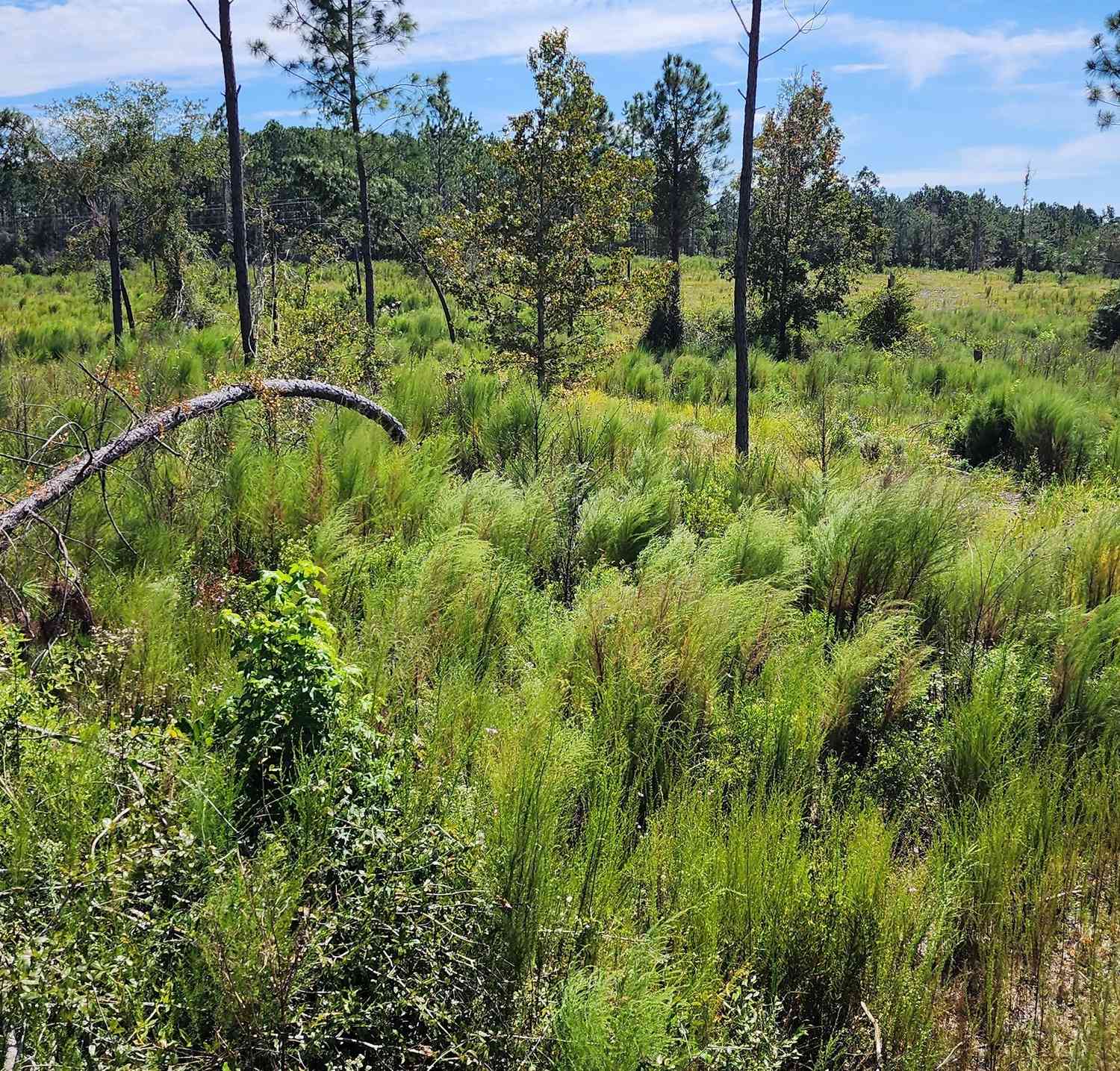 Vacant Land For Sale - Marvin Church Road<br/> Lyons, GA 30436