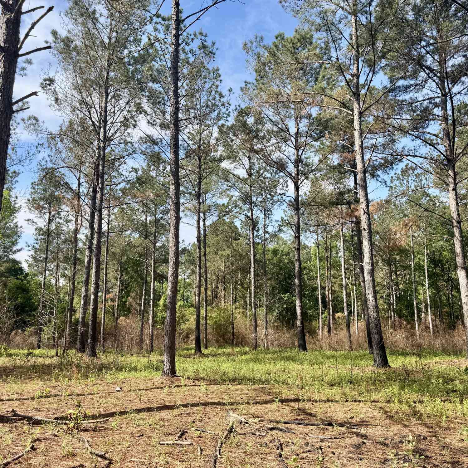 Vacant Land For Sale - Folds Road<br/> Pineview, GA 31071