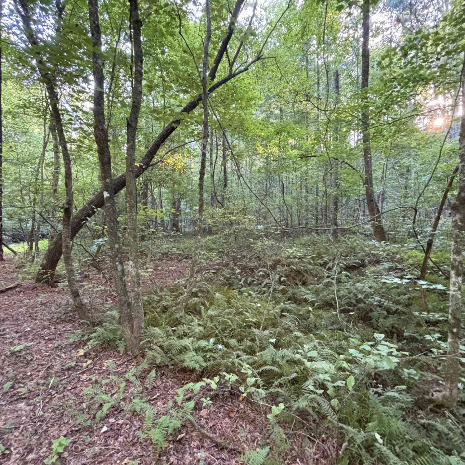 Vacant Land For Sale - 443 Mt Springer Road<br/> Ellijay, GA 30540