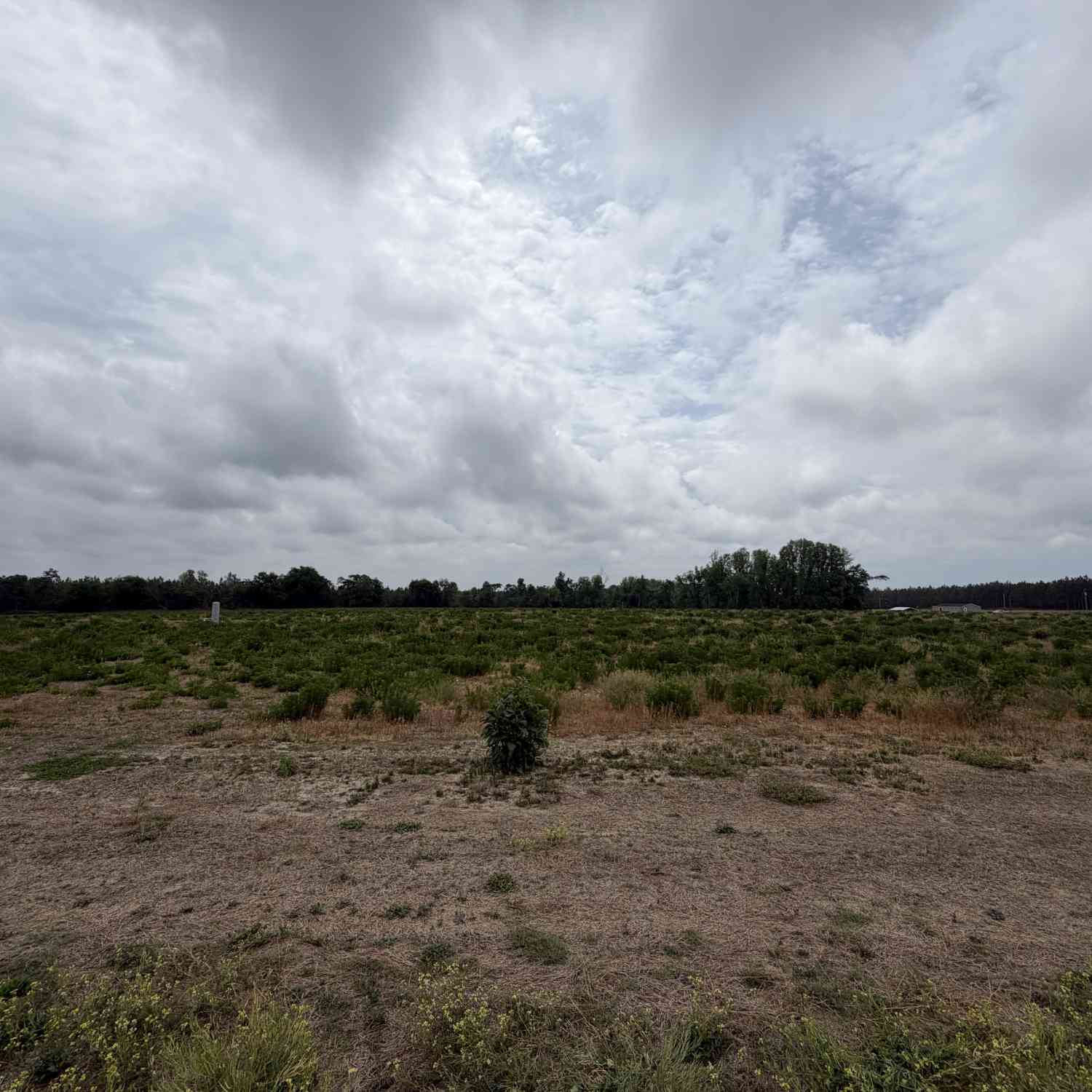Vacant Land For Sale - 238 Ivey Hall Clark Road<br/> Emanuel County, Garfield, GA 30425