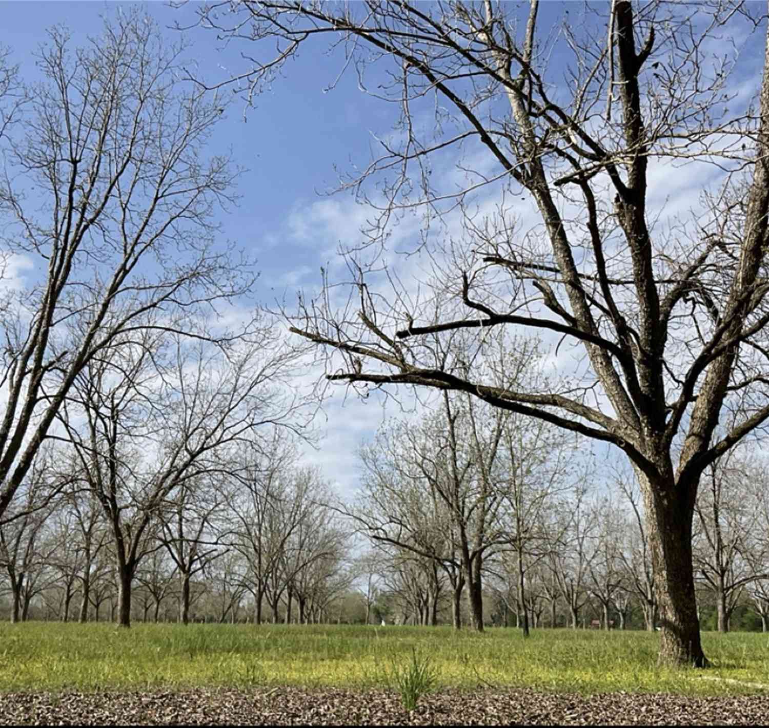 Vacant Land For Sale - 2797 Lake Lannell Road<br/> Odum, GA 31555