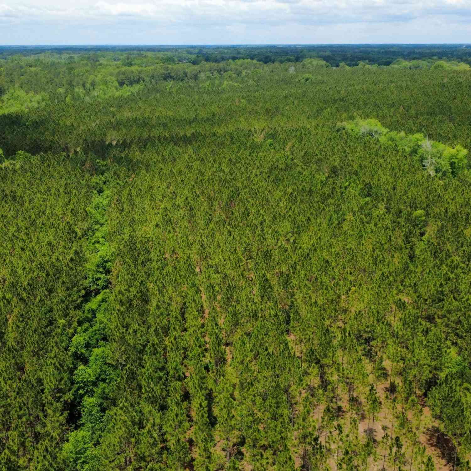 Vacant Land For Sale - Sunflower Road<br/> Fitzgerald, GA 31750