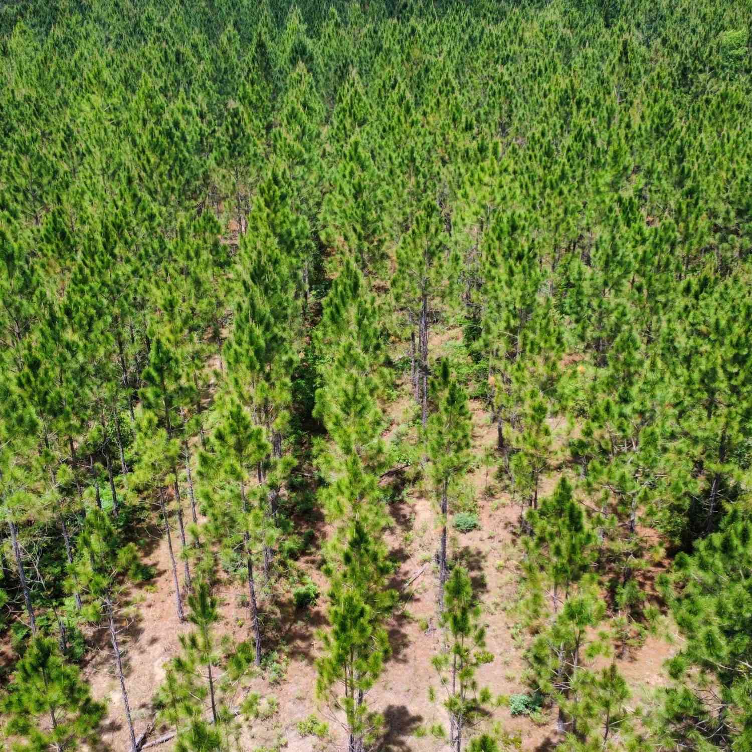Vacant Land For Sale - Sunflower Road<br/> Fitzgerald, GA 31750