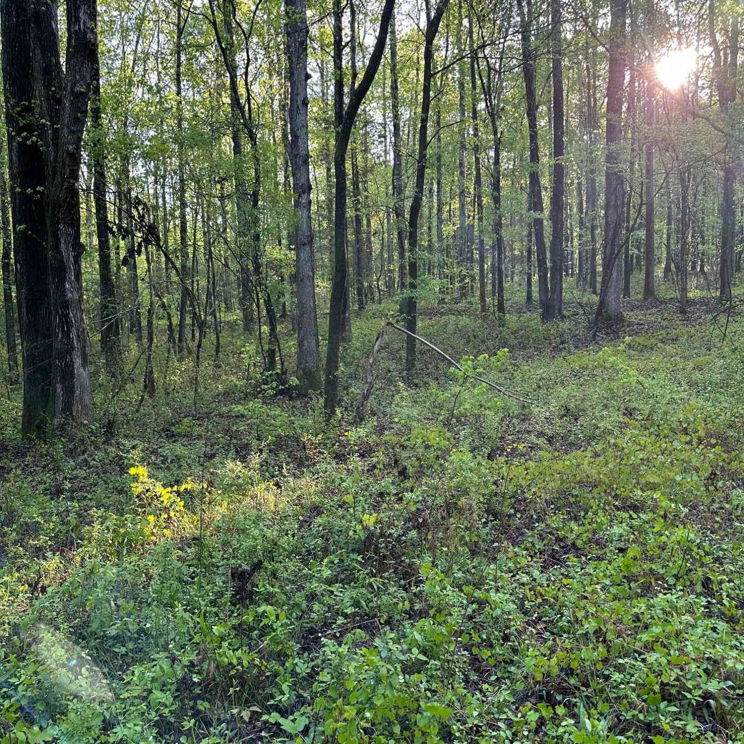 Vacant Land For Sale - 1433 Cleveland Farm Road<br/> Locust Grove, GA 30248