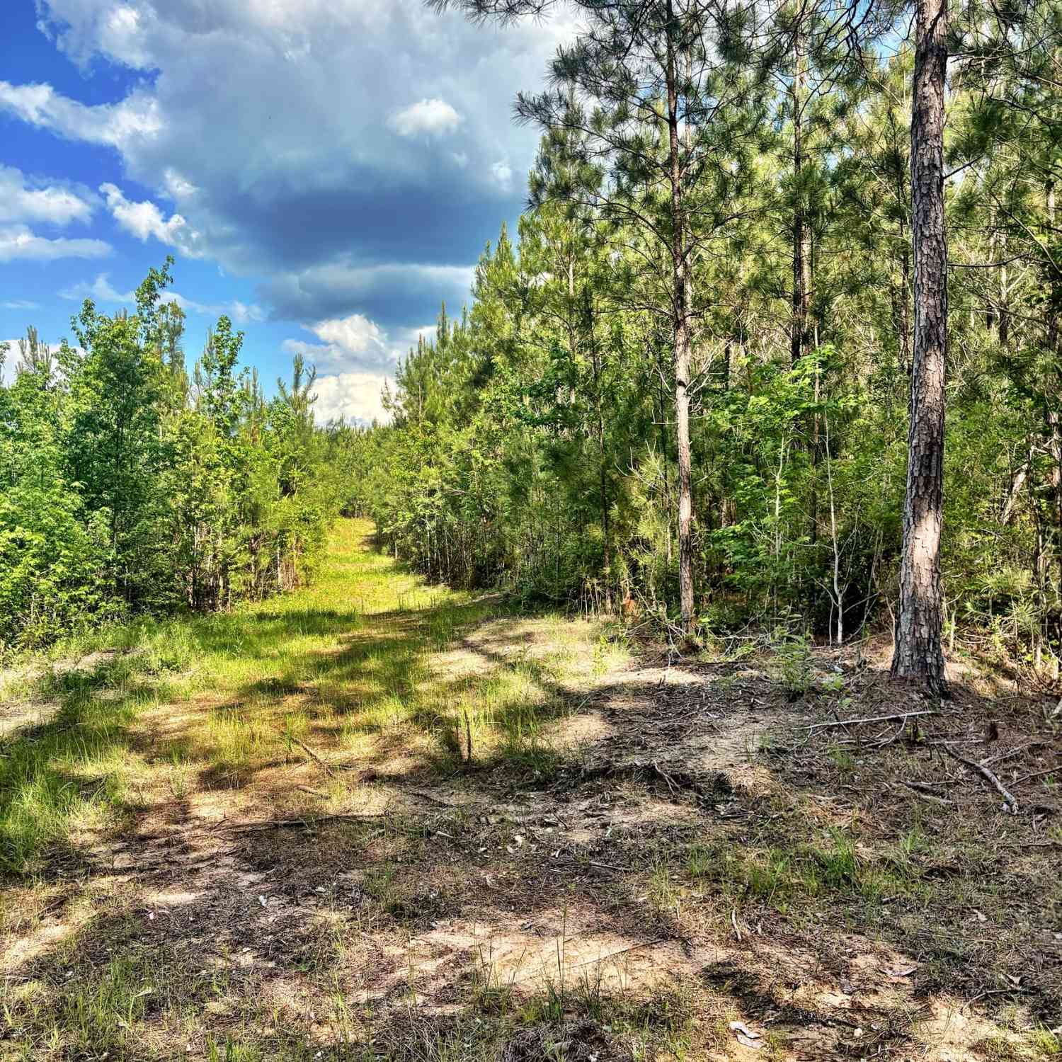 Vacant Land For Sale - Johnson Road<br/> Musella, GA 31066