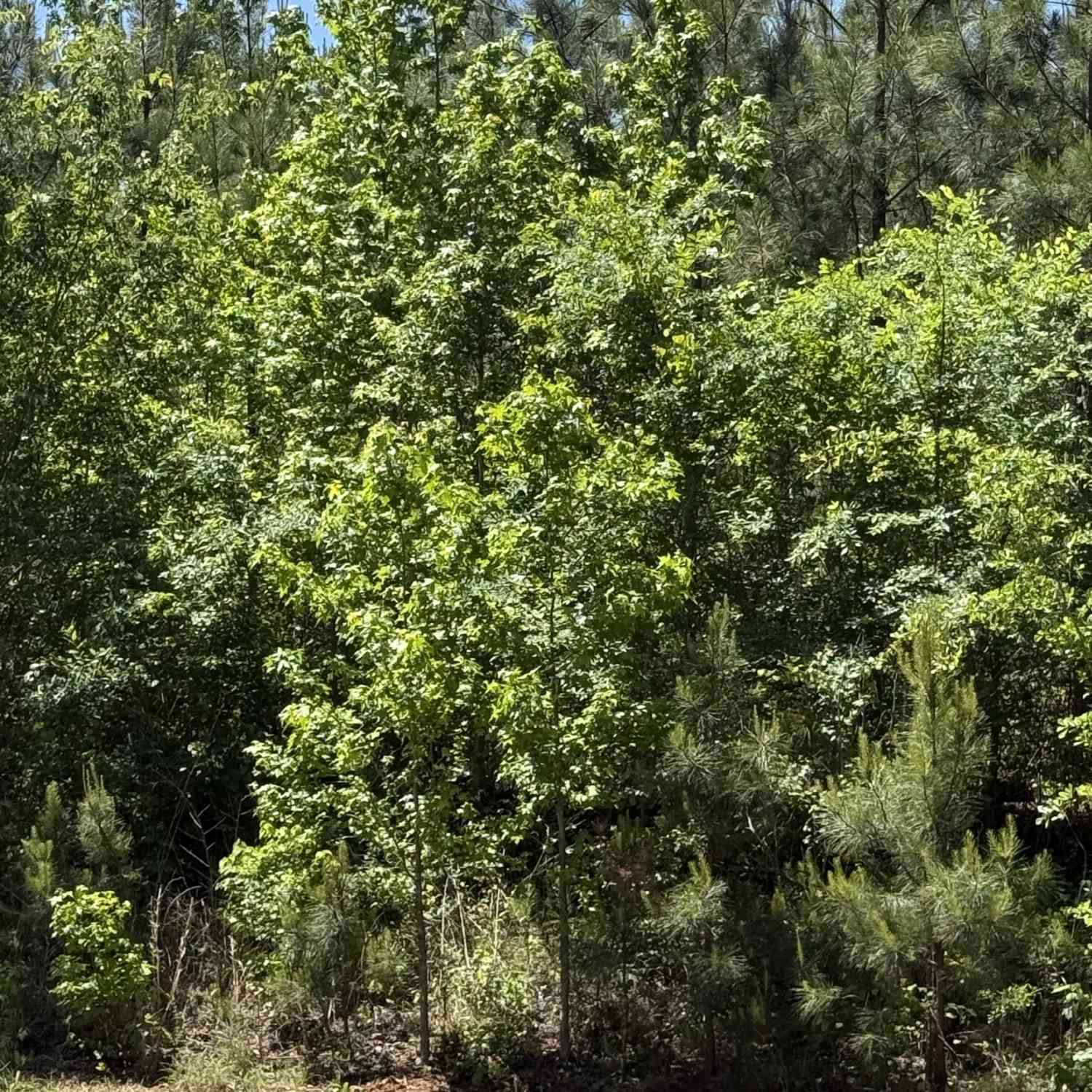 Vacant Land For Sale - 10 ACRES Woodbury Hwy<br/> Greenville, GA 30222