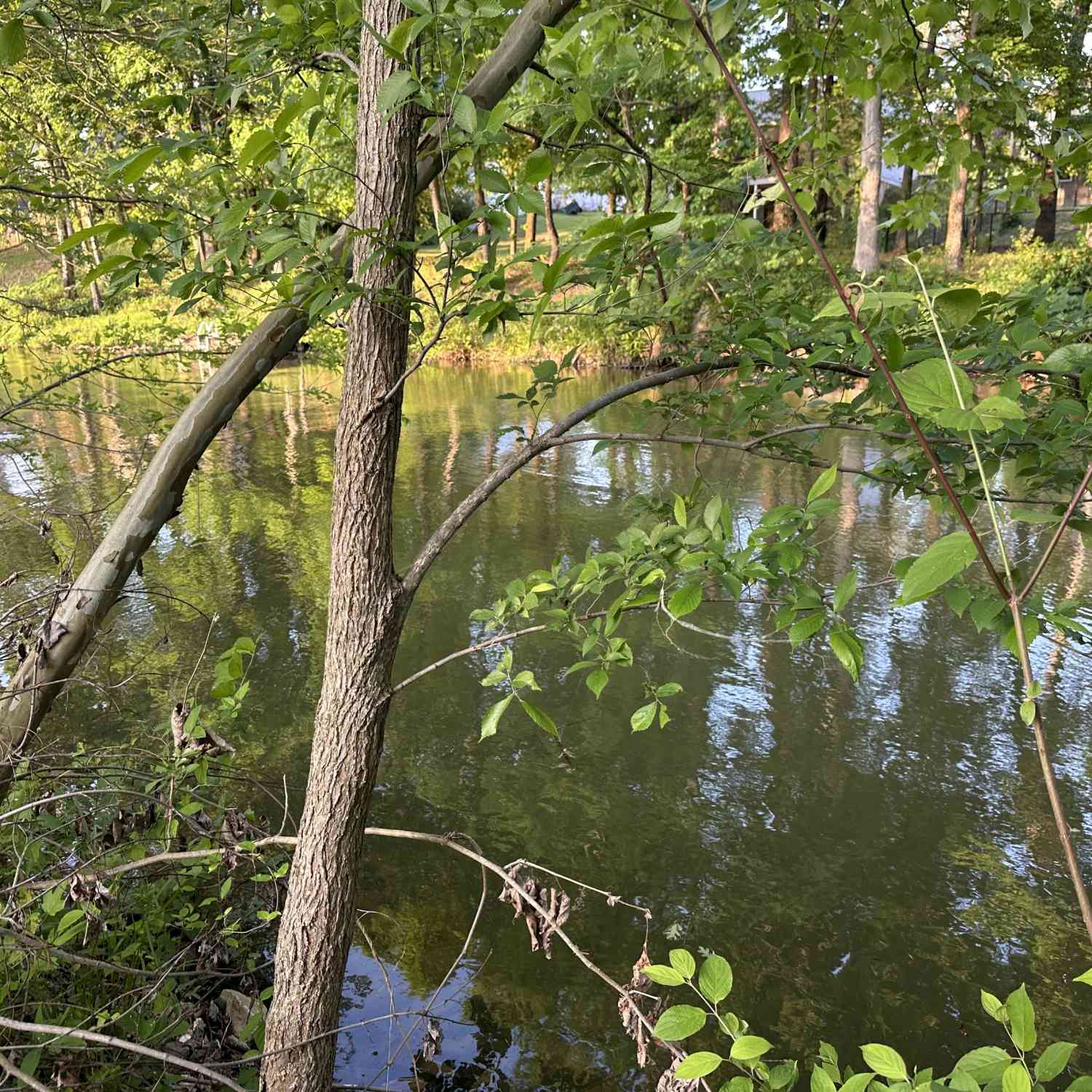 Vacant Land For Sale - LOT 6 County Road 520<br/> Centre, AL 35960