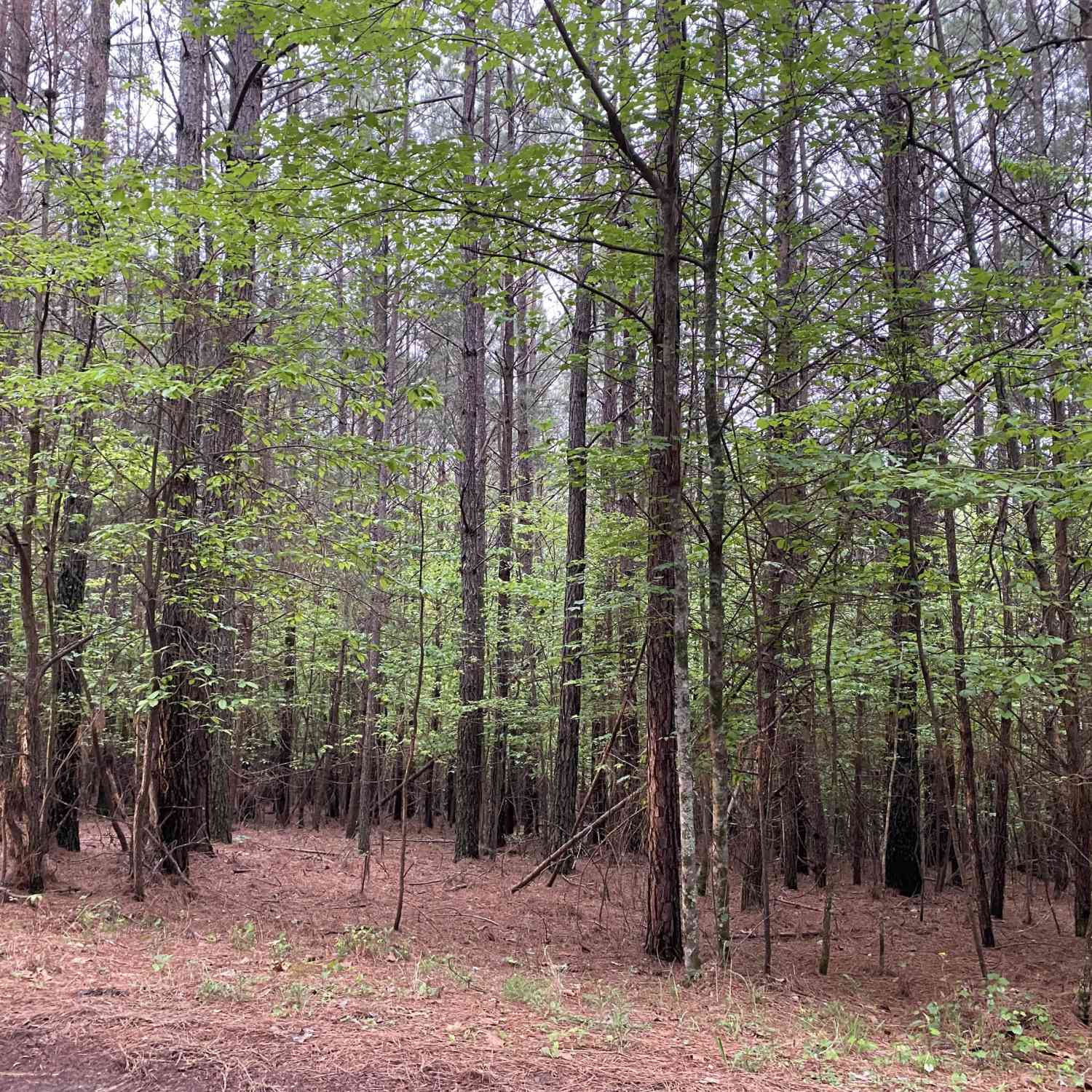 Vacant Land For Sale - Mull Drive<br/> Mineral Bluff, GA 30559