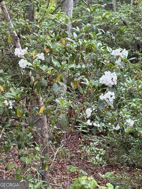 Vacant Land For Sale - 9180 Oliver Mill Road<br/> Lula, GA 30554