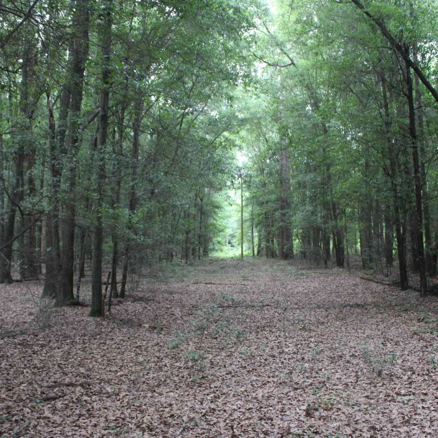 Vacant Land For Sale - S State Route 49 Road<br/> Oglethorpe, GA 31068