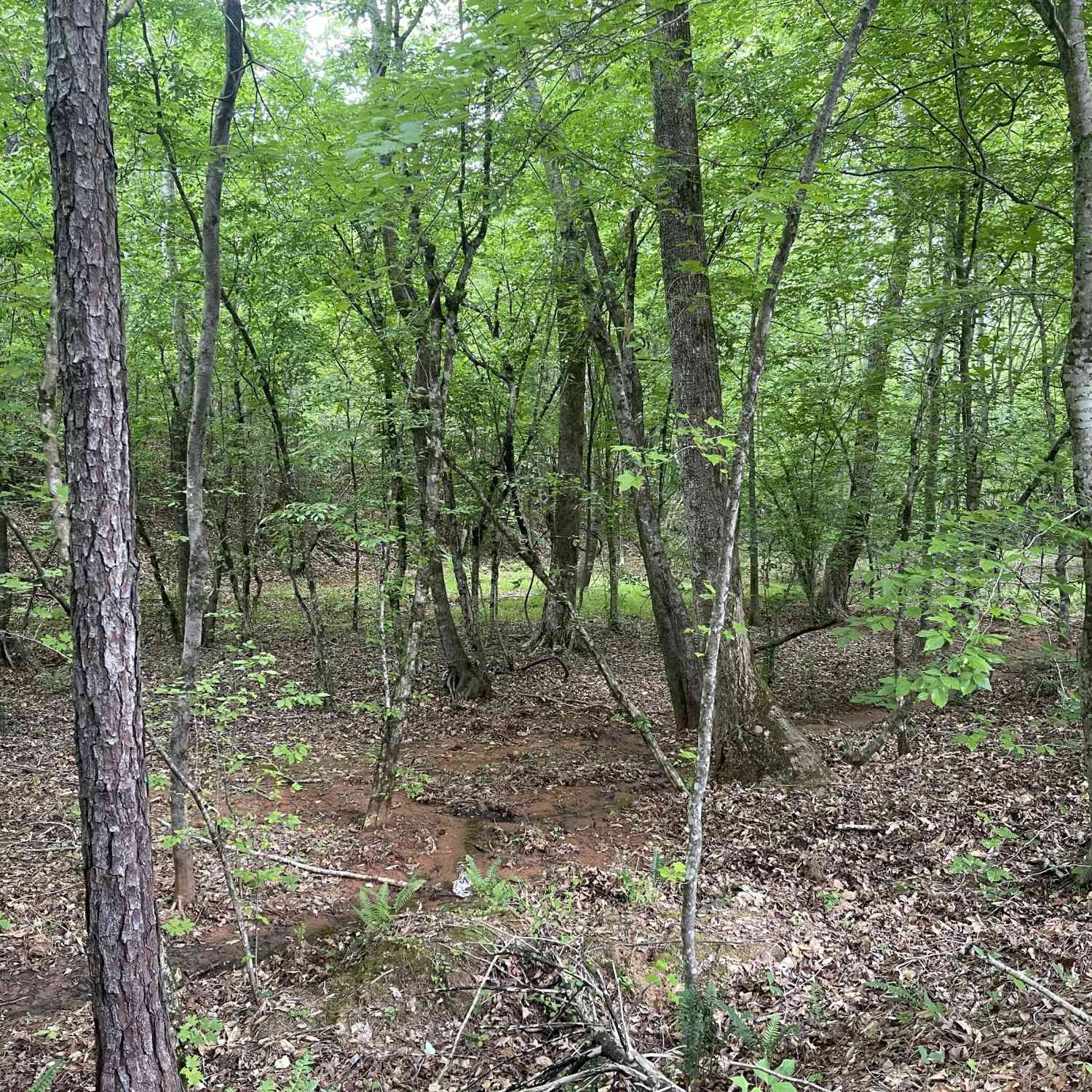 Vacant Land For Sale - Bevis Rd Parcel 9<br/> Franklin, GA 30217
