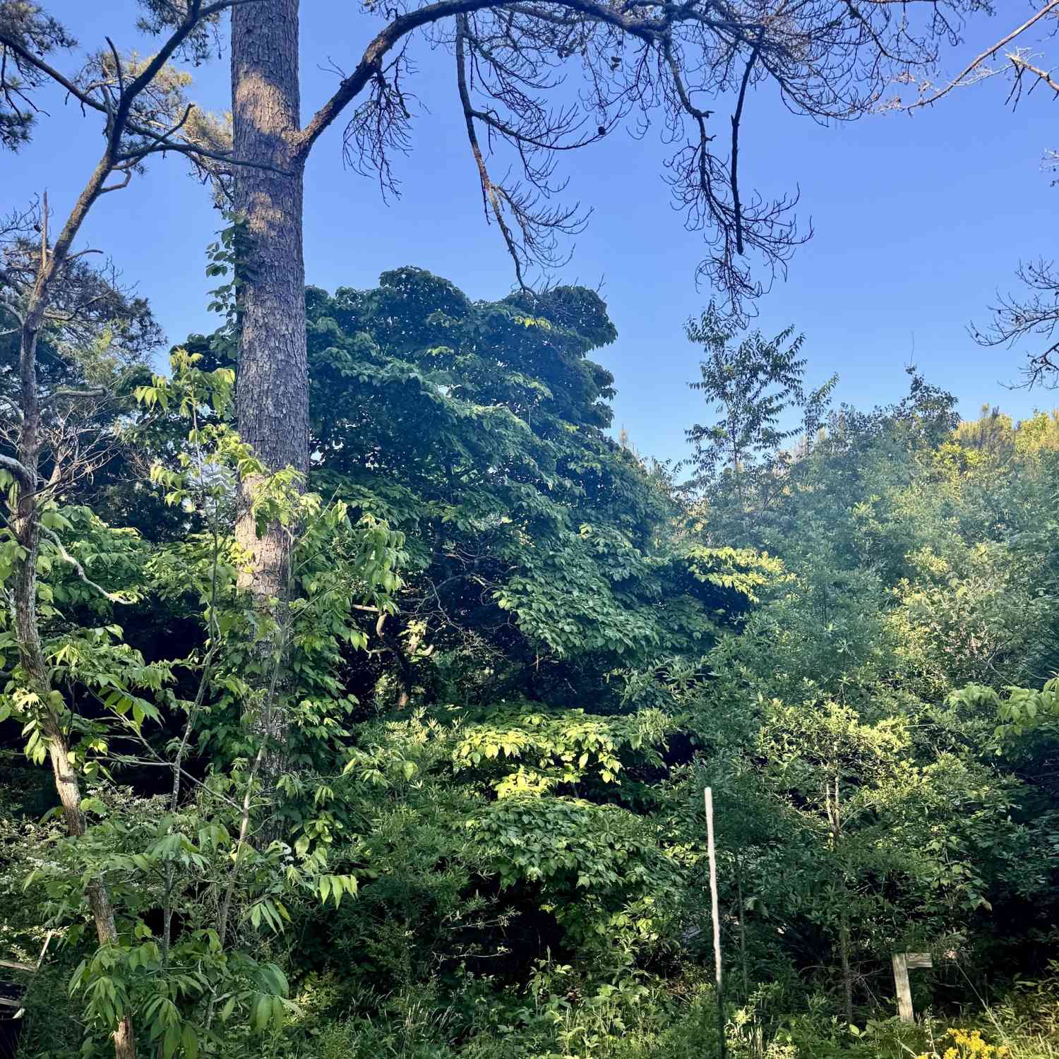 Vacant Land For Sale - 2448 Steadman Road<br/> Tallapoosa, GA 30176