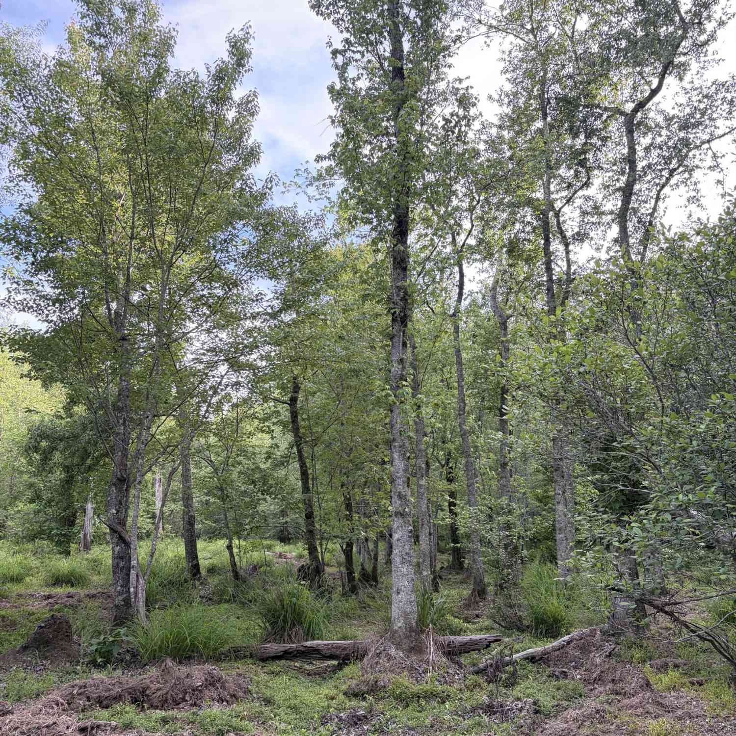 Vacant Land For Sale - Get-a-way Lane<br/> Carlton, GA 30627