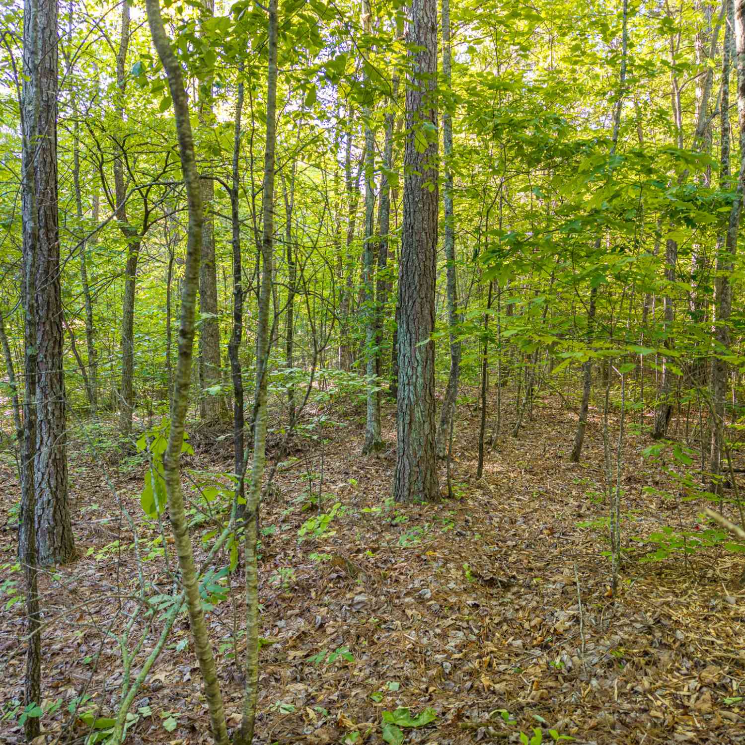 Vacant Land For Sale - LOT 42 Harris Creek Drive<br/> Ellijay, GA 30540