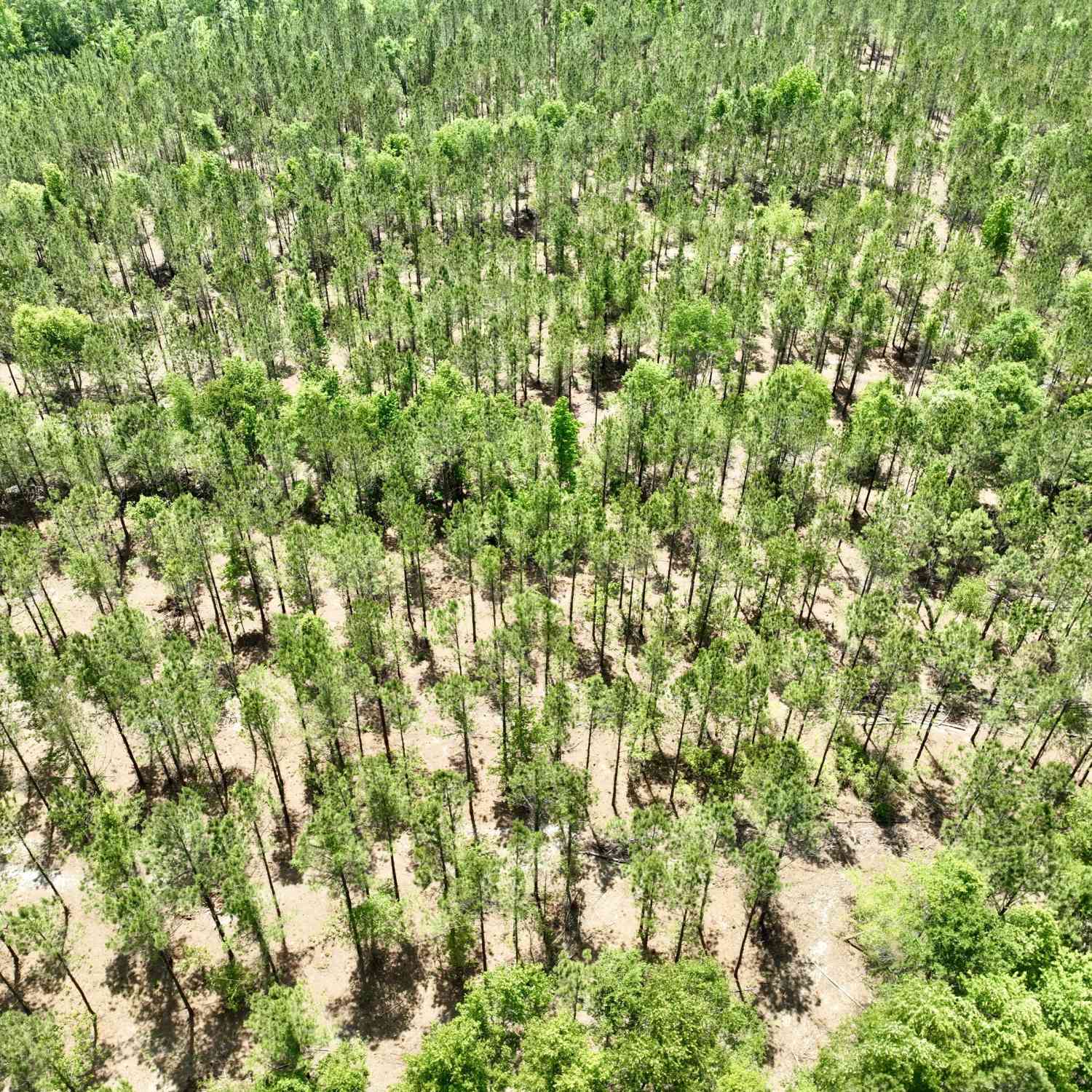 Vacant Land For Sale - Jerry Farmer Road<br/> Eastman, GA 31023