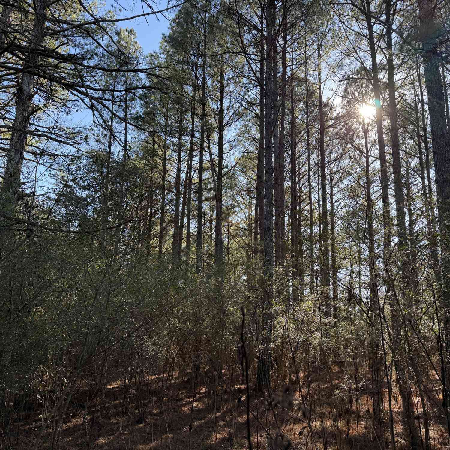 Vacant Land For Sale - Liberty Church Road<br/> Ranger, GA 30734