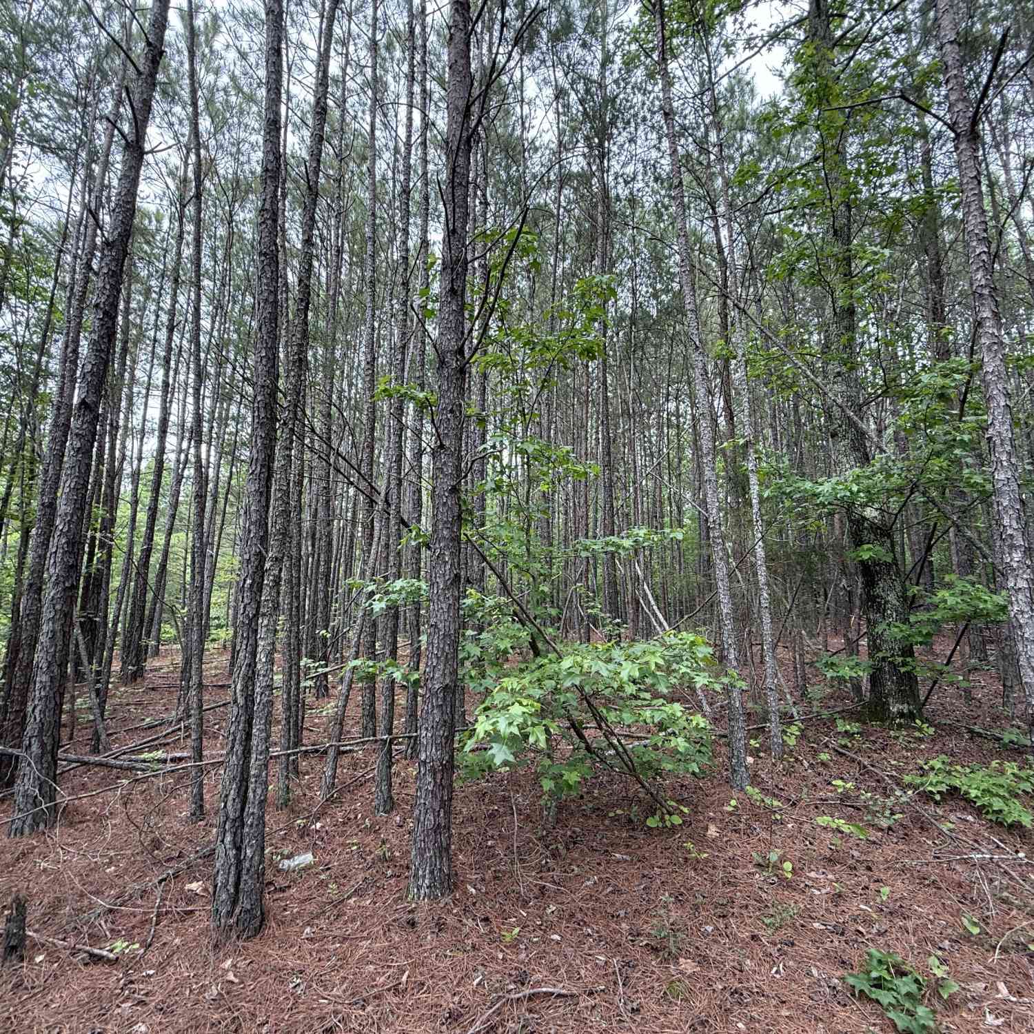 Vacant Land For Sale - Natures Walk Drive<br/> Rome, GA 30165