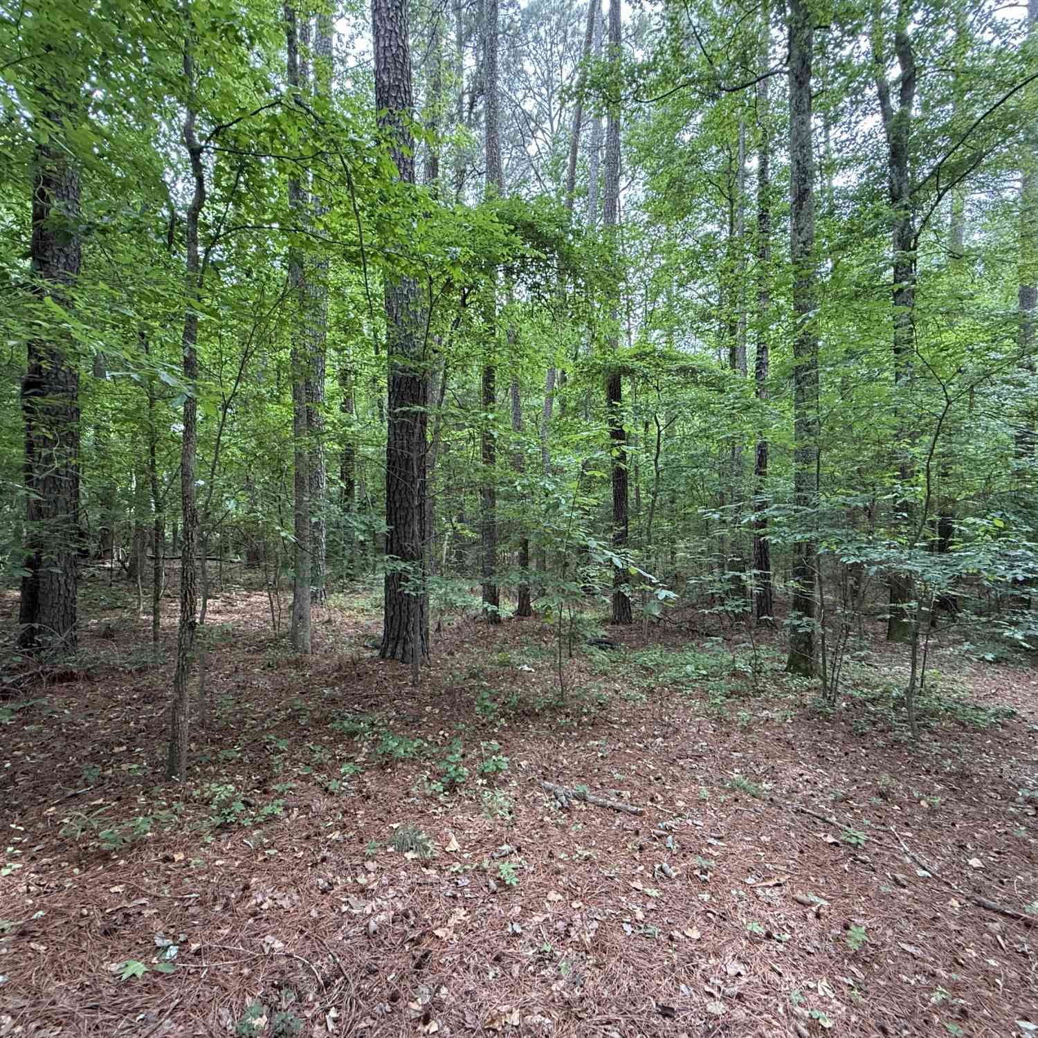 Vacant Land For Sale - Bollen Road<br/> Rome, GA 30165