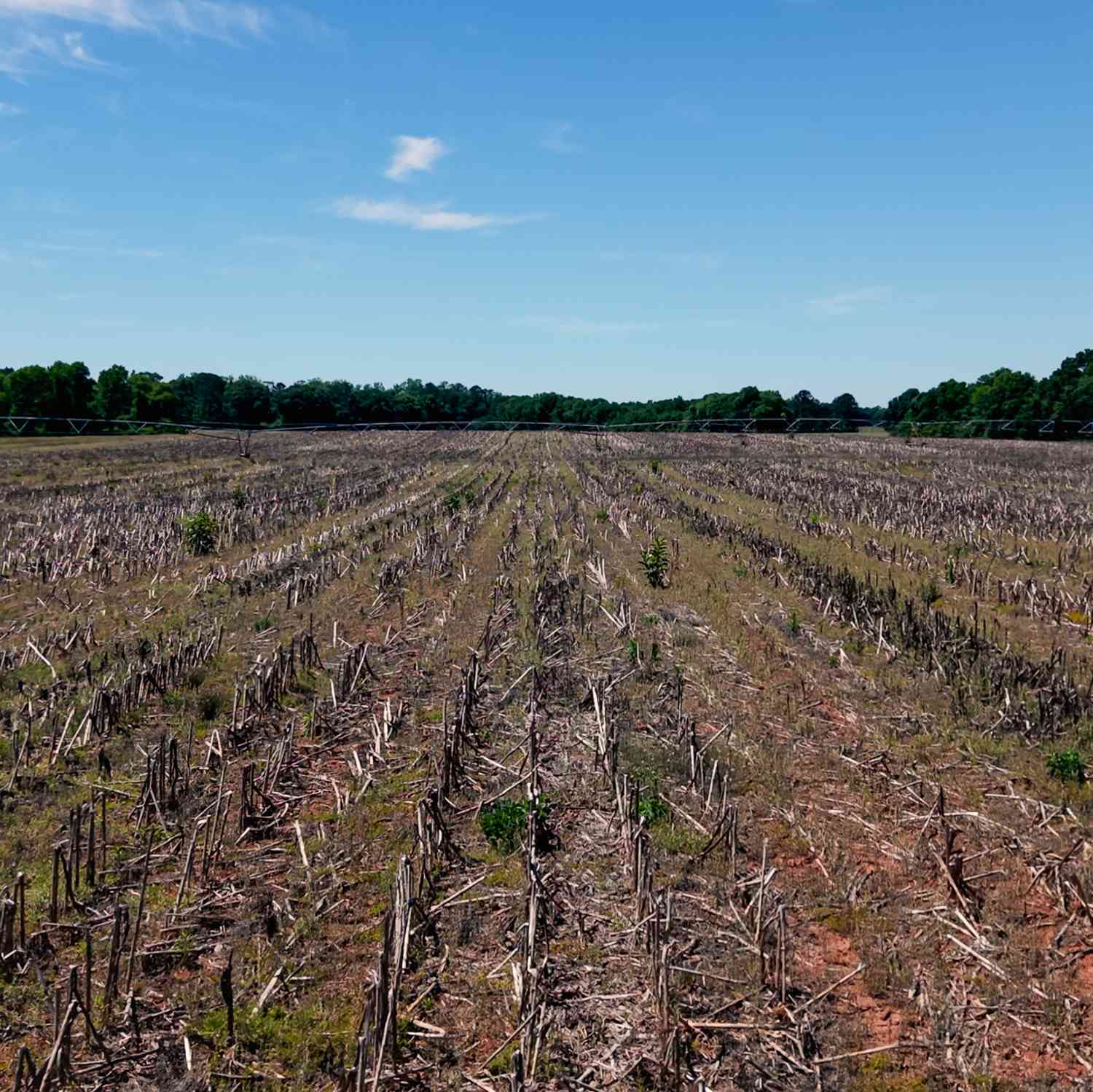 Vacant Land For Sale - W Bluffton Road<br/> Clay County, Bluffton, GA 39824