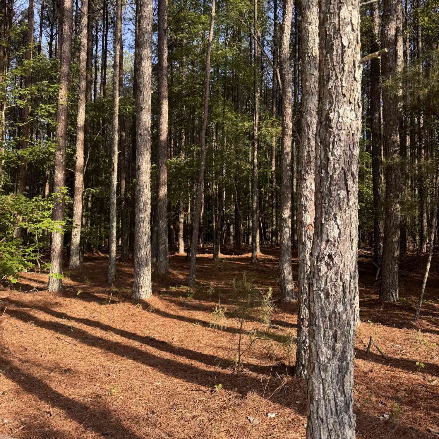 Vacant Land For Sale - Conger Road<br/> Greene County, Union Point, GA 30669