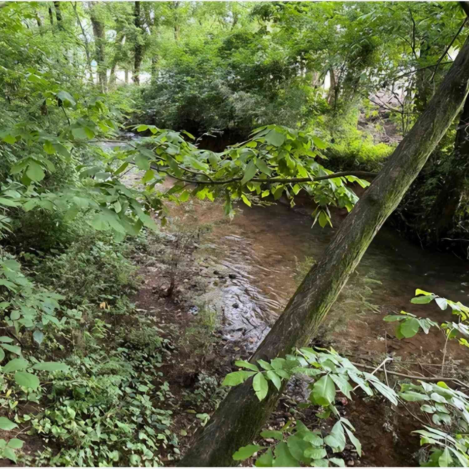 Vacant Land For Sale - Brewsterfield Road<br/> Cedartown, GA 30125