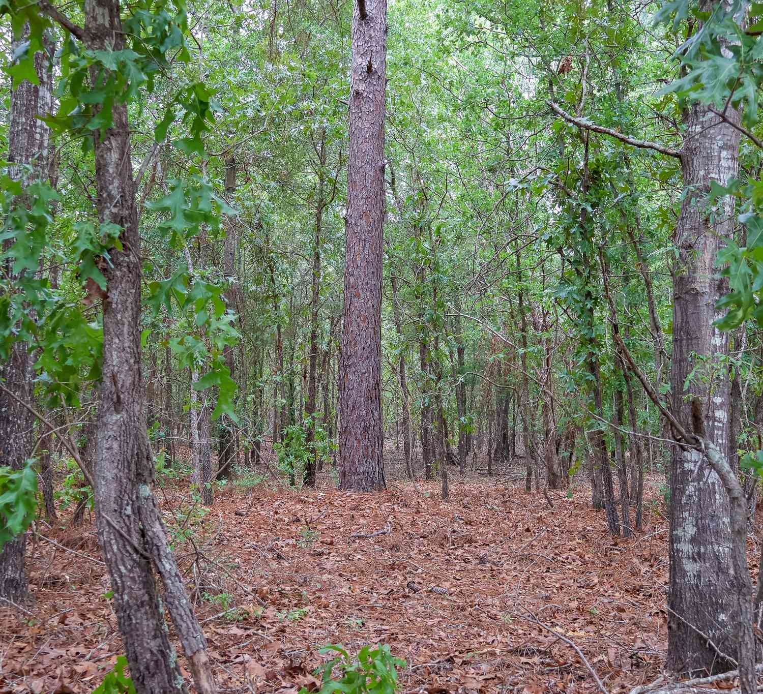 Vacant Land For Sale - Chance Road<br/> Girard, GA 30426
