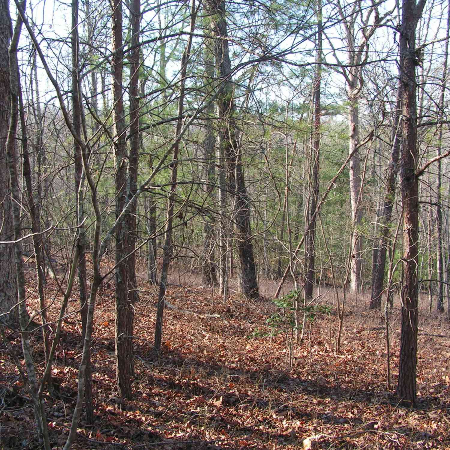 Vacant Land For Sale - Mount Pleasant Church Road<br/> Cleveland, GA 30528
